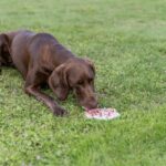 Trixie Lick'N'Snack Mat Met Zuignappen Siliconen Salie - 17 cm
