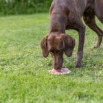 Trixie Lick'N'Snack Mat Met Zuignappen Siliconen Salie - 17 cm