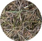 Utopia Timothy Hooi Met Peterselie - 450 g