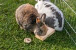 Trixie Snack Box Voor Ratten En Konijnen Hout - 14 x 3 x 7 cm