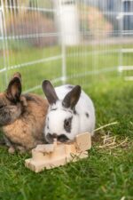 Trixie Snack Cups Voor Ratten En Konijnen Hout - 15 x 45 x 6 cm