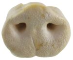 Petsnack Gepofte Varkensneuzen - 25 stuks