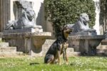 Morso Halsband Hond Gerecycled Full Metal Dog Bruin - 30-42 x 1,5 cm