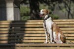 Morso Hondenriem Gerecycled Full Metal Dog Bruin - 120 x 1,5 cm Tot 6 kg
