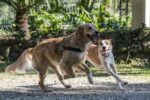Morso Norwegian Hondentuig Gerecycled Full Metal Dog Bruin - 54-70 x 52 cm