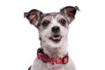 Morso Halsband Hond Gerecycled Pink Think Roze - 43-70 x 2,5 cm