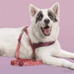 Morso Hondenriem Gerecycled Pink Think Roze - 120 x 1,5 cm Tot 6 kg