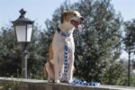 Morso Halsband Hond Gerecycled Splash Blauw - 37-58 x 2,5 cm