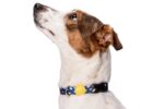 Morso Halsband Hond Gerecycled Color Invaders Paars - 30-42 x 1,5 cm