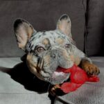 Nylabone Extreme Chew Lobster Filet Mignonsmaak - Small Tot 11 kg