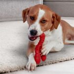 Nylabone Extreme Chew Lobster Filet Mignonsmaak - Extra Large Vanaf 23 kg
