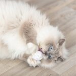 Trixie Ijsje Of Cupcake Pluche Met Catnip Assorti - 7 cm