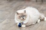 Trixie Zeedier Pluche Met Catnip Assorti - 5-8 cm