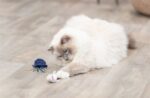 Trixie Zeedier Pluche Met Catnip Assorti - 5-8 cm
