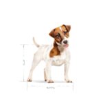 Royal Canin Mini Adult - 8 kg