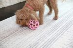 Jw Hol-Ee Roller Trend-Ee Roze - 7,5 x 7,5 x 7,5 cm