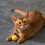 Eti Dynamische Speelbal Kat Assorti - 4 x 4 x 4 cm