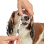 Trixie 3-Koppige Tandenborstel Hond / Kat Wit / Grijs - 18 cm