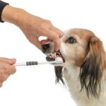 Trixie 3-Koppige Tandenborstel Hond / Kat Wit / Grijs - 18 cm
