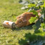 Trixie Snack Roll Hout Onbehandeld - 6 x 6 x 11 cm