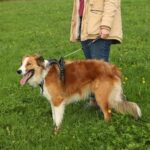 Zolux Easyride Hondentuig Zwart - L 46-64 x 63-80 cm