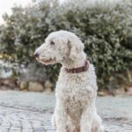 Trixie Halsband Hond Rivet Rustic Vetleer Donkerbruin - Xl 55-65 Cmx4 Cm