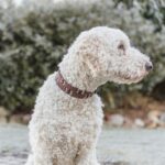 Trixie Halsband Hond Rivet Rustic Vetleer Donkerbruin - Xl 55-65 Cmx4 Cm