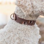 Trixie Halsband Hond Rivet Rustic Vetleer Donkerbruin - Xl 55-65 Cmx4 Cm