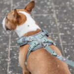 Trixie Hondentuig Premium Flexmesh Brede Borst Saliegroen - M 58-80 x 2 cm