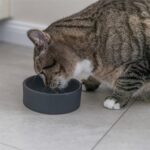 Trixie Voerbak Kat Keramiek Assorti - 12 cm 150 ml