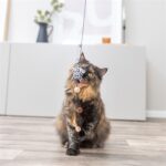 Trixie Kattenhengel Ster Pluche Met Kattenkruid / Catnip - 50 cm