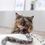 Trixie Kattenhengel Staart Panterprint Pluche Met Kattenkruid / Catnip - 51 cm