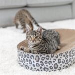 Trixie Krabmat / Mand Leo Karton Met Kattenkruid / Catnip Creme - 63 x 35 x 10 cm