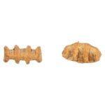 Trixie Fish Bones Met Kippenborst En Zalm - 50 g
