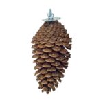 Back Zoo Nature Foraging Pine Cone - 15-20 cm