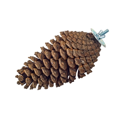 Back Zoo Nature Foraging Pine Cone - 15-20 cm