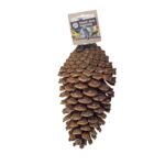 Back Zoo Nature Foraging Pine Cone - 15-20 cm
