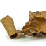 Back Zoo Nature Discovery Leaves - Ca. 50 g