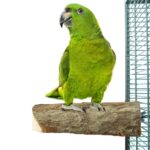 Back Zoo Nature Wood Slice Perch - Ca. 17,5 x 8,5 x 4 cm