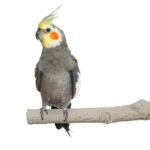 Back Zoo Nature Super Stone Perch - 18 x 2,5 cm
