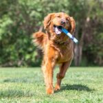 Chuckit Sniff Fetch Stick Bacongeur - 28 x 3 x 2,5 cm