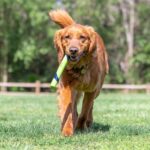 Chuckit Sniff Fetch Stick Pindakaasgeur - 28 x 3 x 2,5 cm