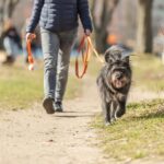 Trixie Sleeplijn Met Rubber Bekleed Zonder Handlus Oranje - 15 Mtrx1,5 cm