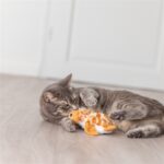 Trixie Spartel Schildpad Pluche - 14 cm