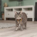 Trixie Kattenhalsband Geblokt Motief Assorti - 20-30 x 1 cm