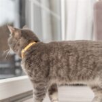 Trixie Kattenhalsband Geblokt Motief Assorti - 20-30 x 1 cm