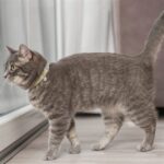 Trixie Kattenhalsband Katoenlook Assorti - 20-30 x 1 cm