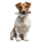 Zolux Hertengewei Doorgesneden Easy - S Tot 10 kg
