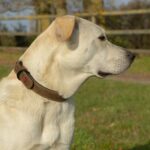 Zolux Expert Halsband Hond Premium Leer / Neopreen Bruin - 30 x 1,4 cm