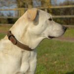 Zolux Expert Halsband Hond Premium Leer / Neopreen Bruin - 35 x 1,4 cm